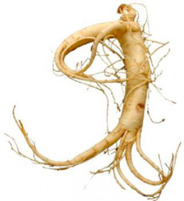 корень женшеня