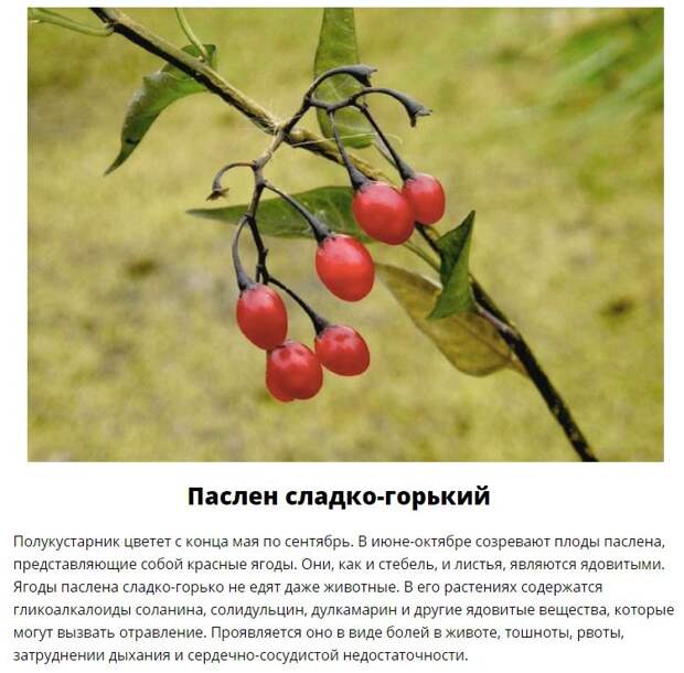 Эти дары леса лучше обходить стороной (11 фото)