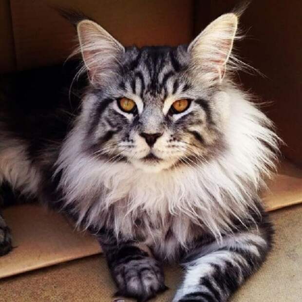18 котов породы мейн-кун, по сравнению с которыми ваша кошка выглядит крошечной.