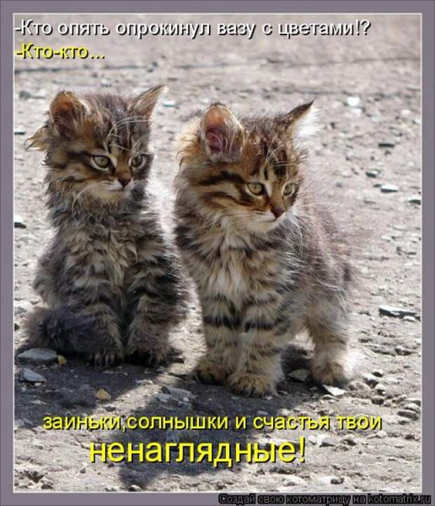 Котоматрица про любовь (часть 2)