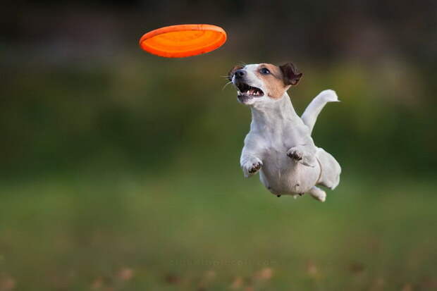 Летающие собаки в фотографиях Claudio Piccoli