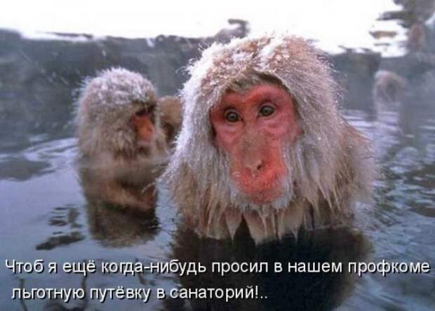Котоматрица 14