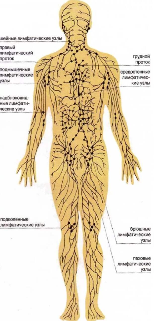 Как разогнать лимфу? Действенные приемы и способы!