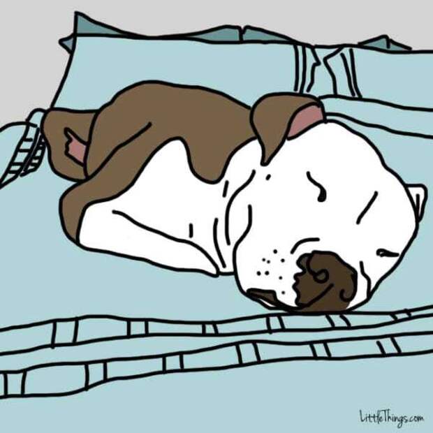 10 способов которыми собака говорит что любит вас