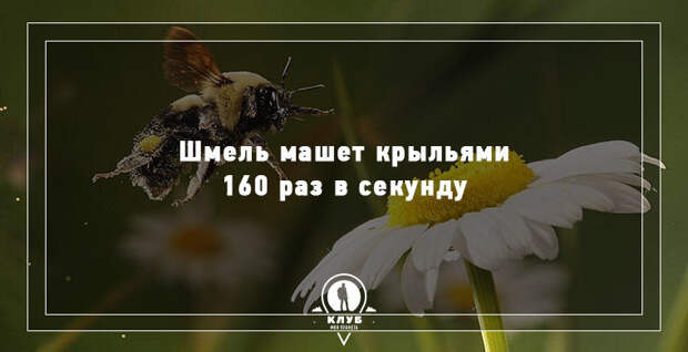 9 интересных фактов о мире в мире, факты