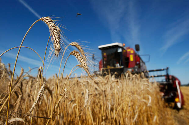 Экспорт украинской пшеницы упал до минимума с июля 2023 года