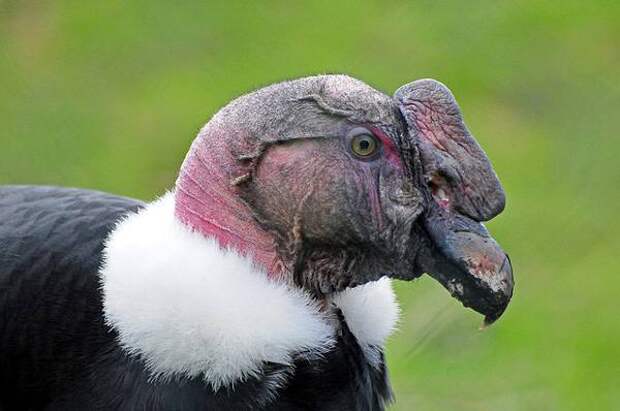 Самый большой размах крыльев у птиц Андский кондор (Vultur gryphus), фото хищные птицы фотография