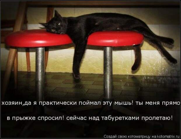 Котоматрица для хорошего настроения (35 фото)