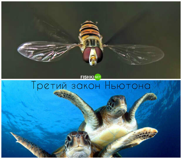 Кто живёт по третьему закону Ньютона живая природа, законы в действии, физика