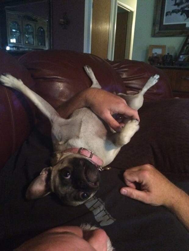 Животные-очаровашки (26 фото)