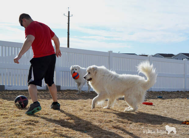 Great Pyrenees