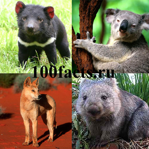 тасманийский дьявол, коала, динго и вомбат