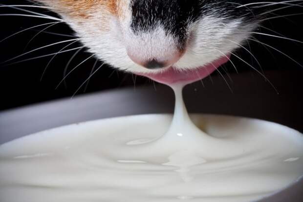 Молоко интересно, коты, факты