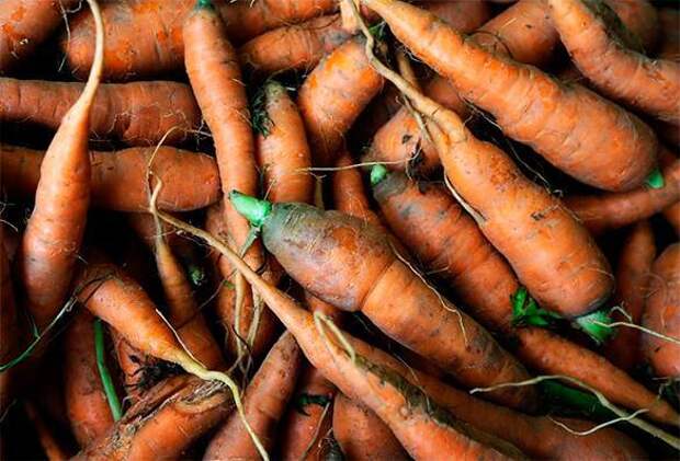 Во Владивостоке продают морковь по 2500 рублей за килограмм. 308972.jpeg