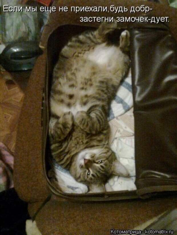 Новые котоматрицы за неделю