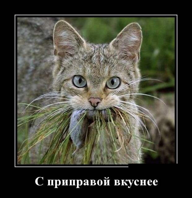 Демотиваторы (30 фото) Демотиваторы (30 фото)