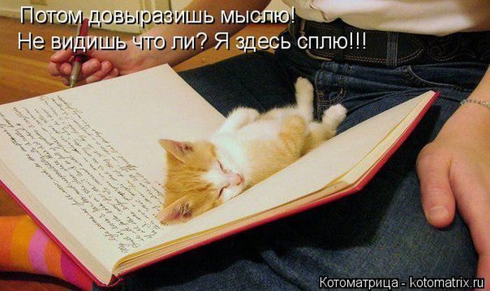 Лучшие котоматрицы недели