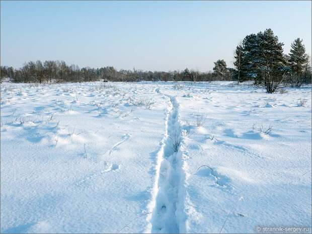 Лыжня в Подмосковье