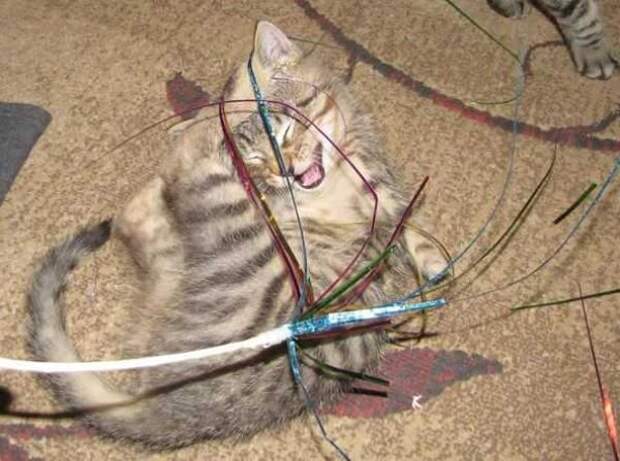 Котенок без передних лап