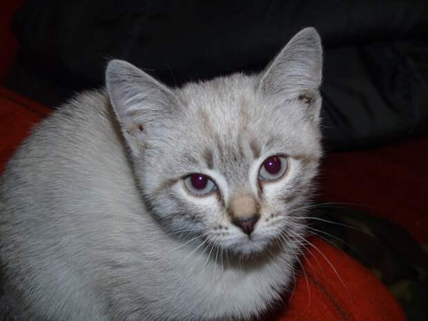 7.  животные, коты