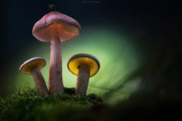 магические фотографии светящихся грибов (5)