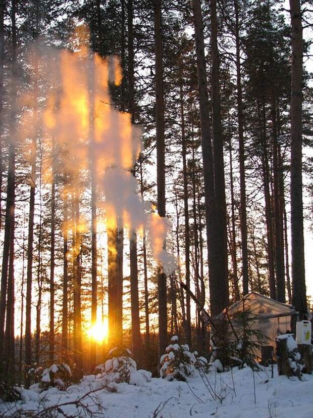 Отпуск в лесу
