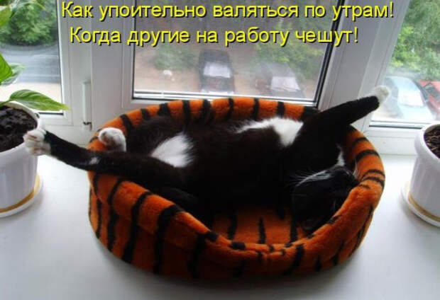 Смешные животные из КотоМатрицы (49 шт.)