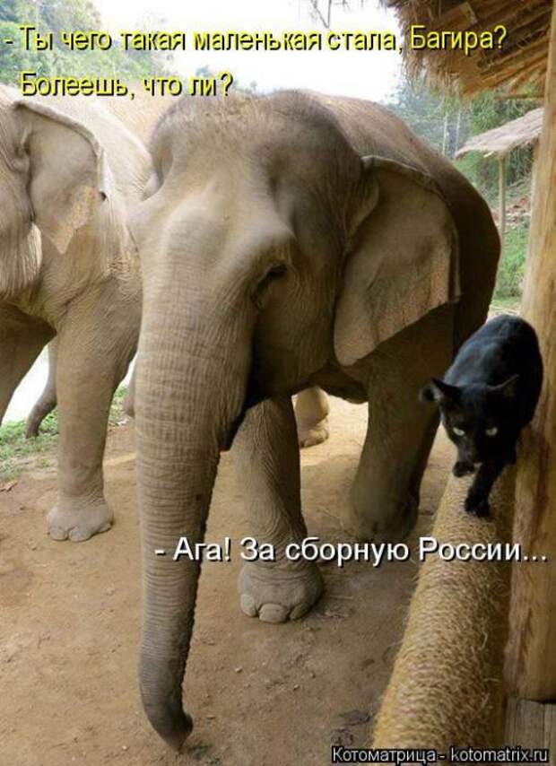 Котоматрицы(картинки с надписями)