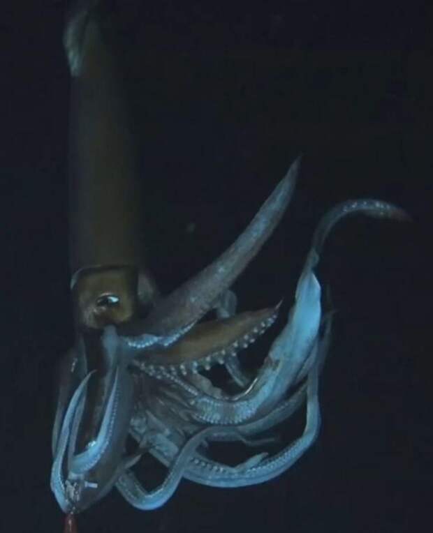 1. Гигантский кальмар (архитеутис) океан, существо