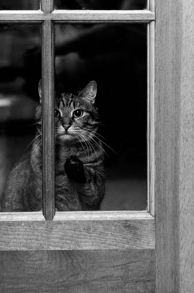 фото животных у окна кот