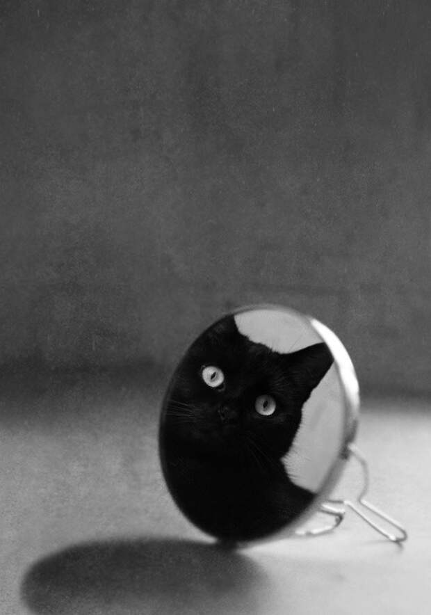 кошка