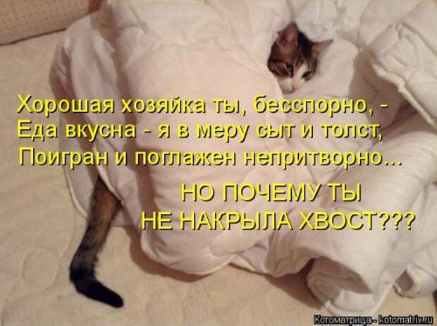 Новая котоматрица (32 фото)