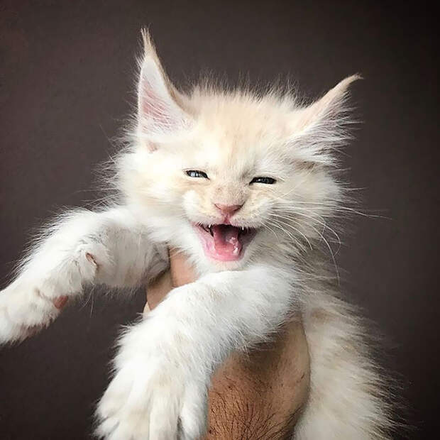 50 котят породы мейн-кун, которые ещё только ждут своего взросления