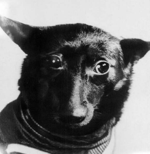 Фотогеничные дворняги: как в СССР проводили отбор собак для космических программ