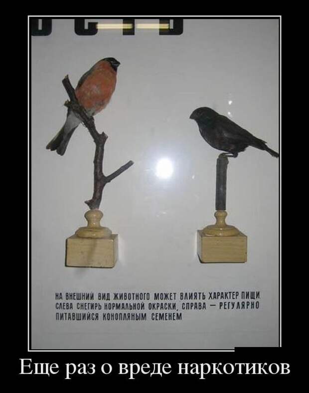 Демотиваторы
