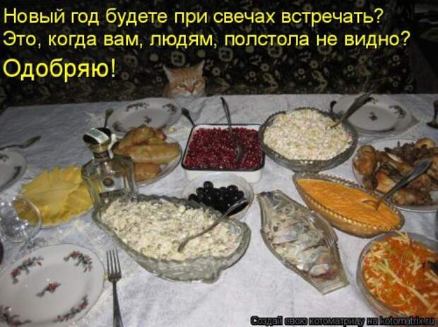 Свежая котоматрица на Бугаге (25 фото)