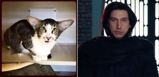 This cat's adoption photo went viral after it was pointed out he looked just like Kylo Ren. See for yourself. We did not just post the same photo twice, Adam Driver is on the right.