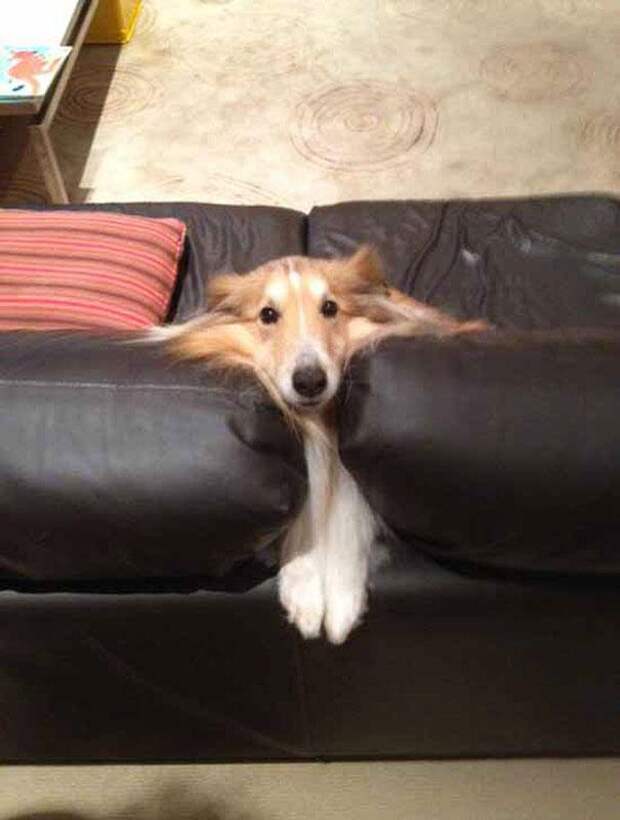 собака колли