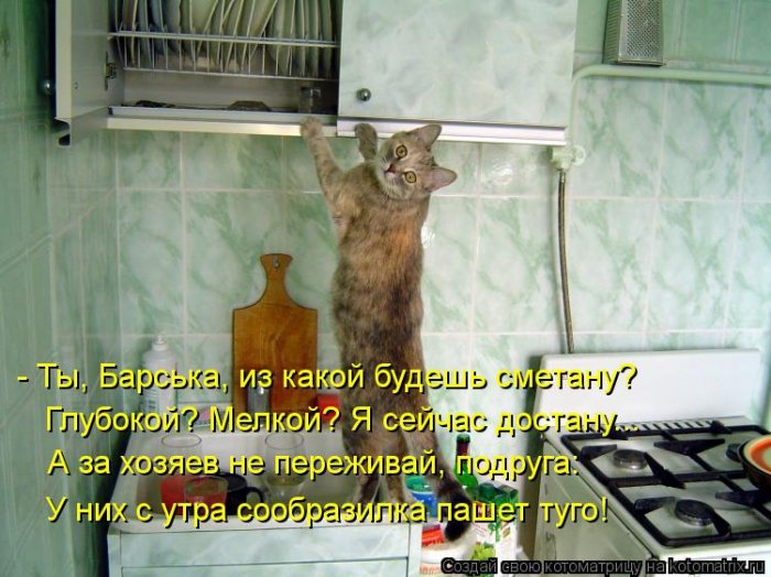 Прикольные и добрые котоматрицы на любой вкус и цвет(32 фото)
