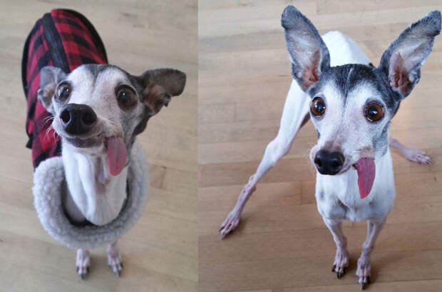 Лицо попроще: животные отличающиеся удивительной внешностью Лицо попроще: животные отличающиеся удивительной внешностью животные, история, факты