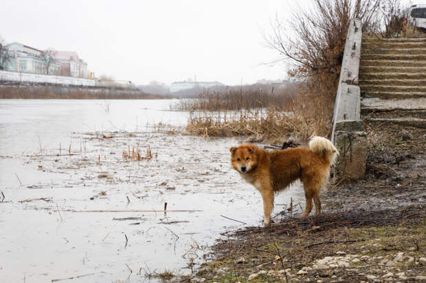 В Богородицке мать ребёнка через суд требует 100 тысяч рублей за укус собаки