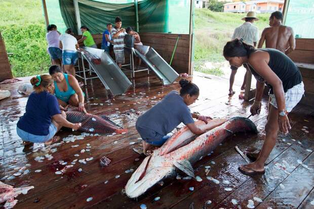 Рыбалка на живое ископаемое в водах Бразилии Арапаима, бразилия, рыбалка