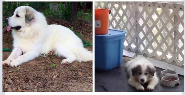 How badger marks change on Great Pyrenees