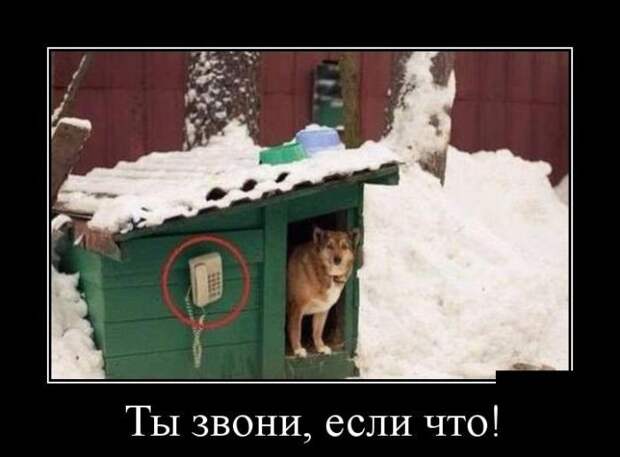 Демотиваторы про животных демотиваторы, животные, прикол, юмор