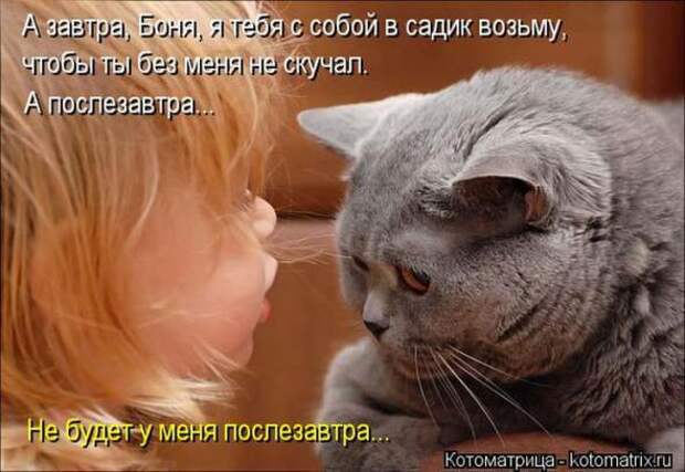 Котоматрицы(картинки с надписями)