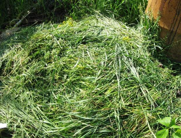 крапива, трава для зеленого удобрения