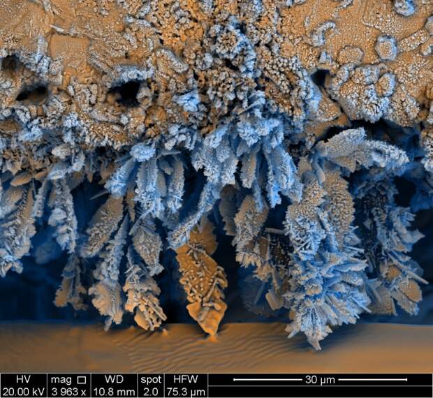 25 снимков под микроскопом, доказывающих, что каждая вещь — это вселенная