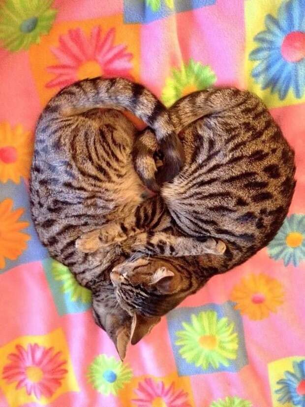 Коты и кошки, которые могут заснуть где угодно
