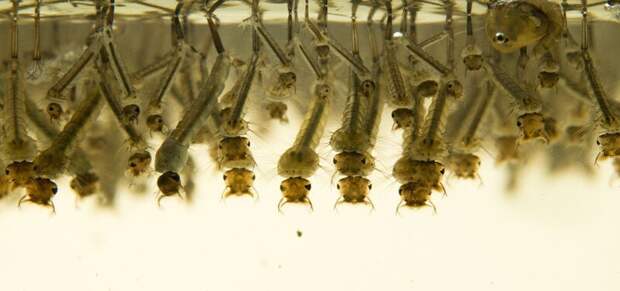 Пять этапов жизни комара: от яйца до зимовки в щелях