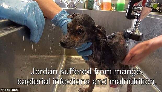 Jordan dog, спасение щенка Джордана, щенку отрезали лапу и сбросили с моста, спасение щенка, Hope For Paws